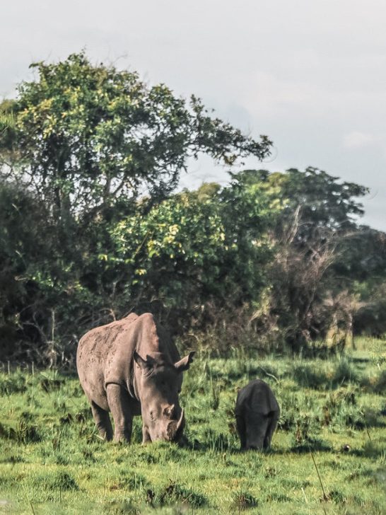 Ziwa Rhino Sanctuary: Trekking With Wild Rhinos in Uganda