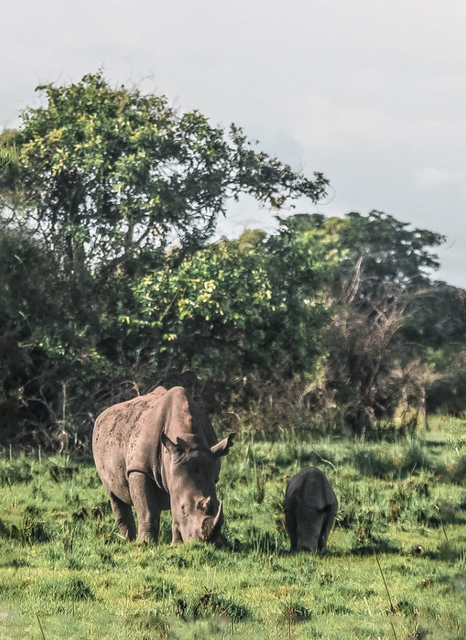 Ziwa Rhino Sanctuary: Trekking With Wild Rhinos in Uganda