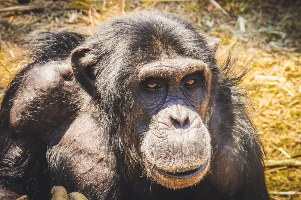 A xhimpanzee at Chimfunshi Animal Sanctuary in Zambia