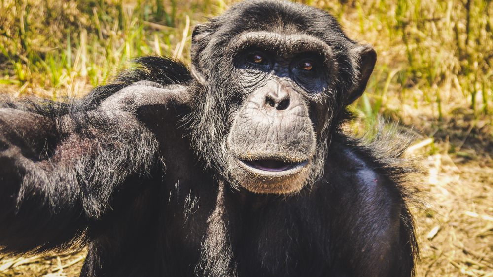 Chimpanzee at Chimfunshi Animal Sanctuary in Africa