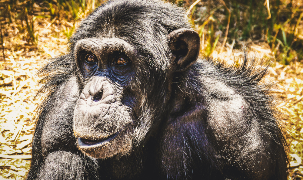 A xhimpanzee at Chimfunshi Animal Sanctuary in Zambia