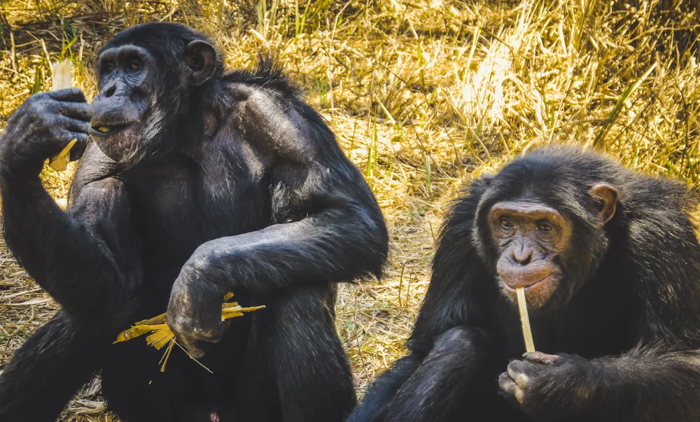 Chimpanzees eating lunch at a sanctuary in Africa