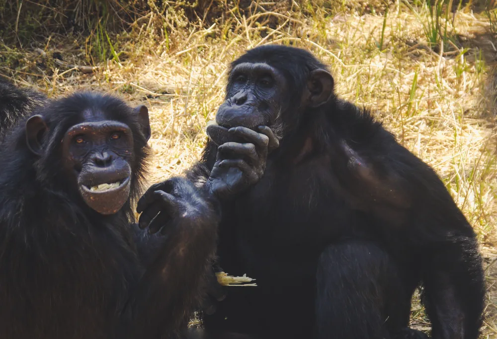 Chimpanzees sharing their lunch at a sanctuary in Africa