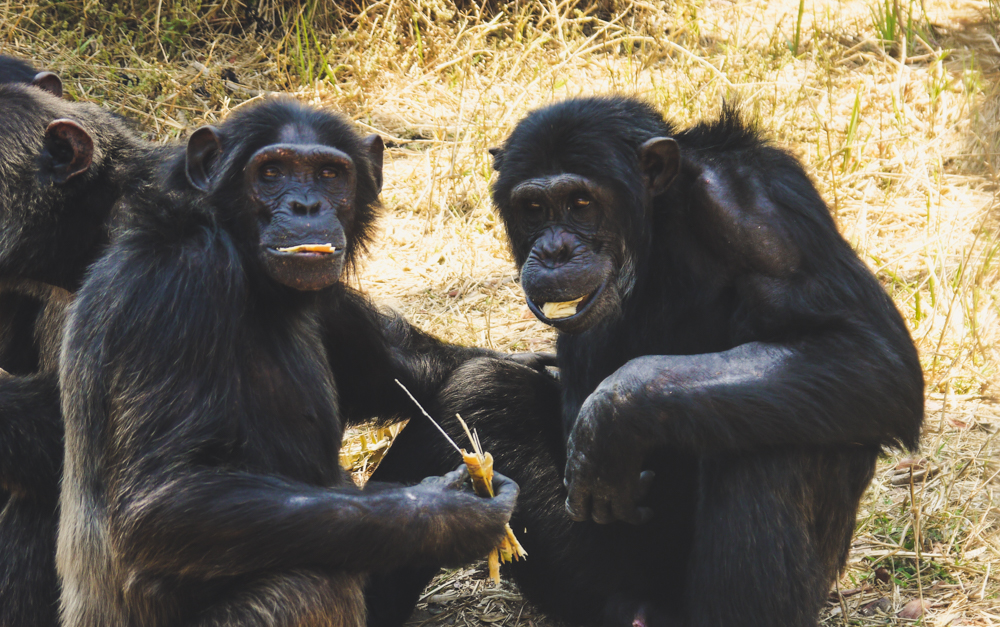 Chimpanzees sharing a meal