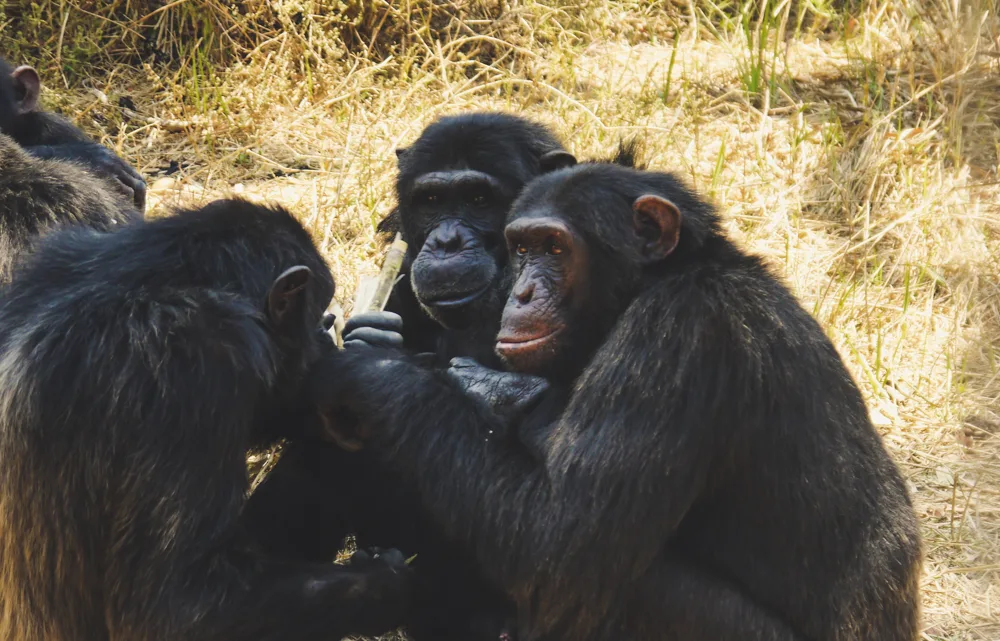 Chimpanzees gossiping at Chimfunshi