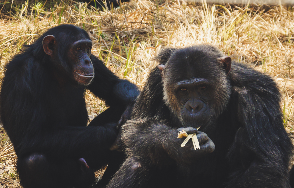 Chimpanzees eating lunch at a sanctuary in Zambia