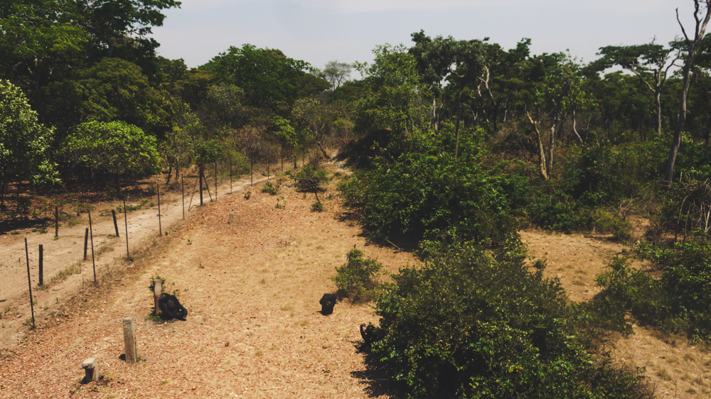 Chimfunshi Chimpanzee Sanctuary overview