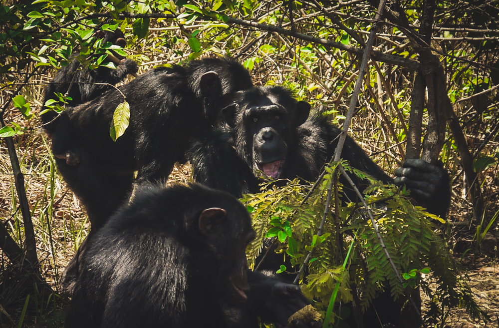 Chumpanzees at Chimfunshi, a wildlife sanctuary in Zambia