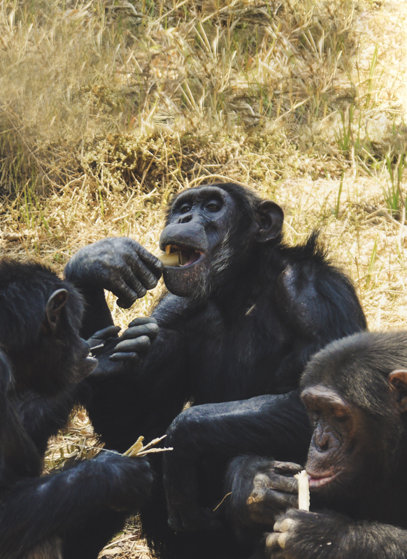 Chimfunshi: The Most Amazing Chimpanzee Sanctuary in Zambia