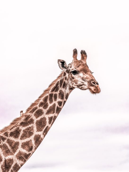 African Safari Packing Essentials