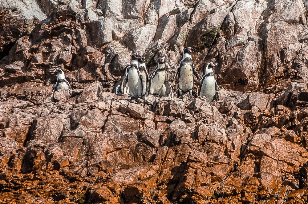 Humboldt Penguins in Islas Ballestas
