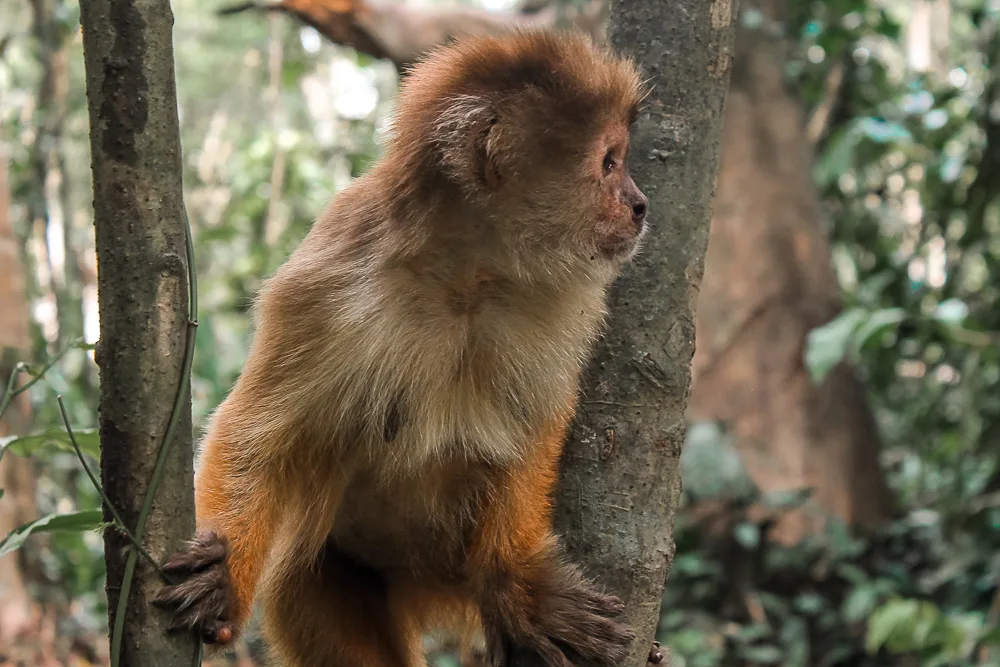Monkey Island in Peruvian Amazonas