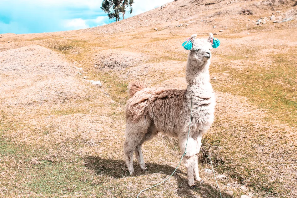An alpaca up on a hill in Cuzco, Peru