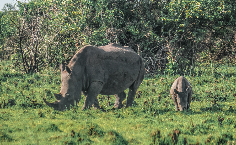 A baby rhino and his mother grazing during my visit to Ziwa Rhino Sanctuary