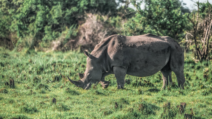 A female rhino grazing during my visit to Ziwa Rhino Sanctuary