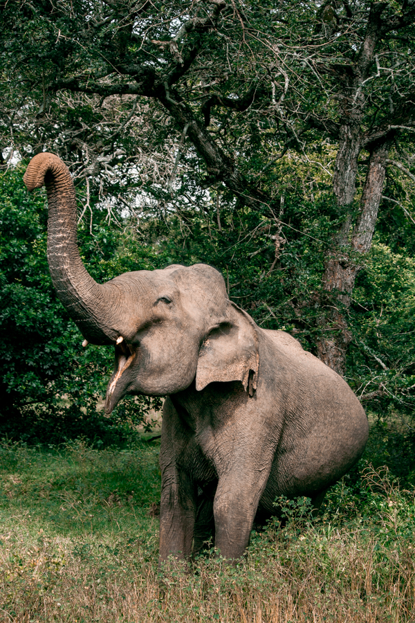 If you love wildlife sighting and safari adventures, you'll fall in love with Sri Lanka! Here's a playful elephant we saw while on safari at Yala National Park.
