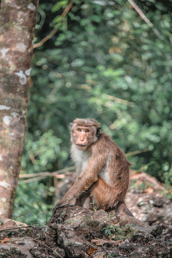 When hiking up to Ravana Falls in Ella, Sri Lanka, you'll stumble across to many monkeys in the jungle!