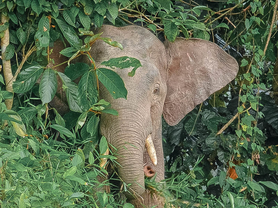 Pygmy elephants are an incredible wildlife encounter in Borneo. Wondering where to find them?