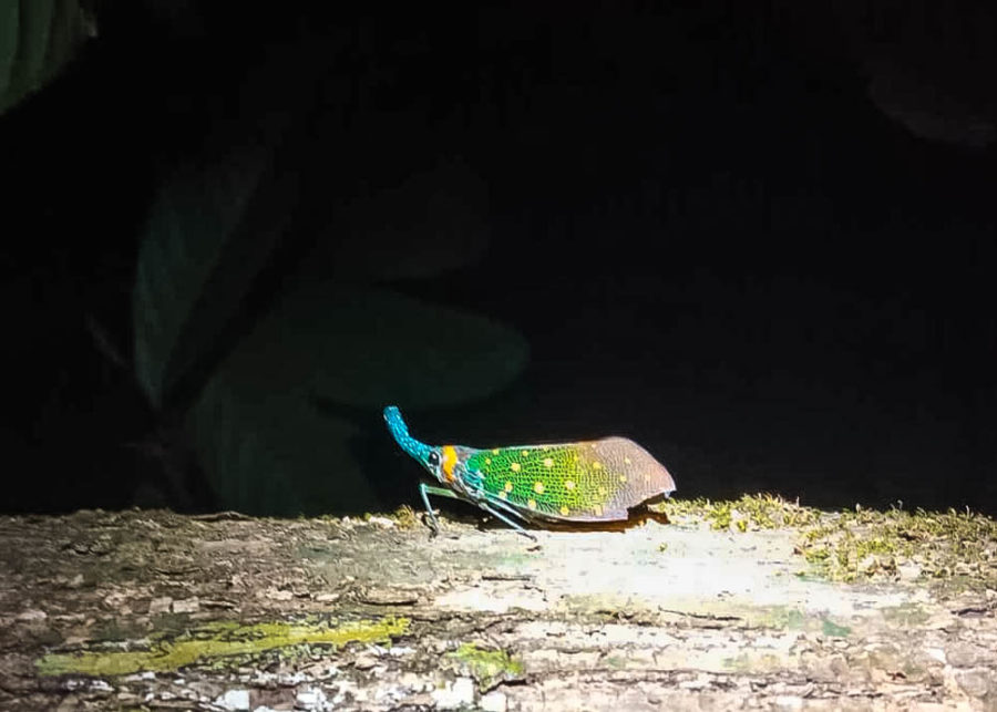 Finding a lanternfly is one of the coolest experiences to have in Borneo!