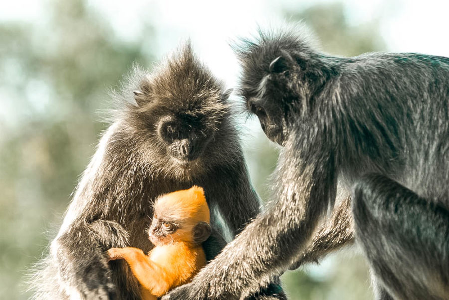 Finding a silvery lutung is not a hard task in Borneo! This wildlife encounter is incredible when you realize how agile these little guys can be