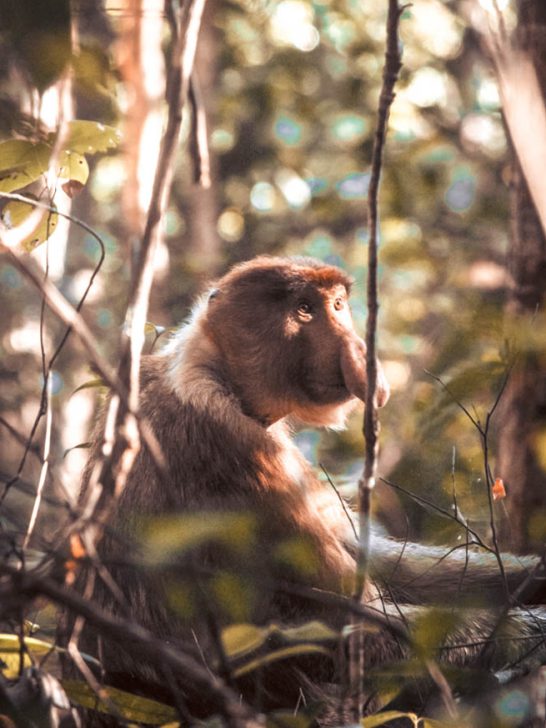 Fantastic Bornean Animals and Where To Find Them: The Best Wildlife Encounters in Borneo