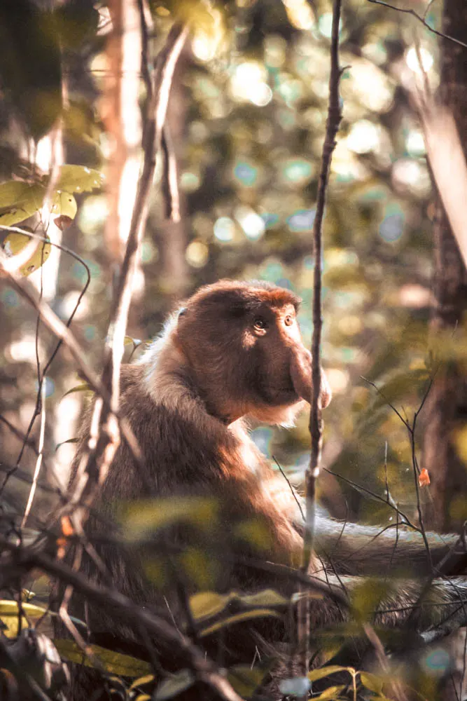 Borneo wildlife-5922