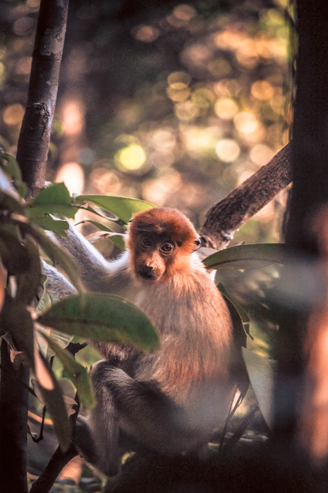 Borneo wildlife-5939