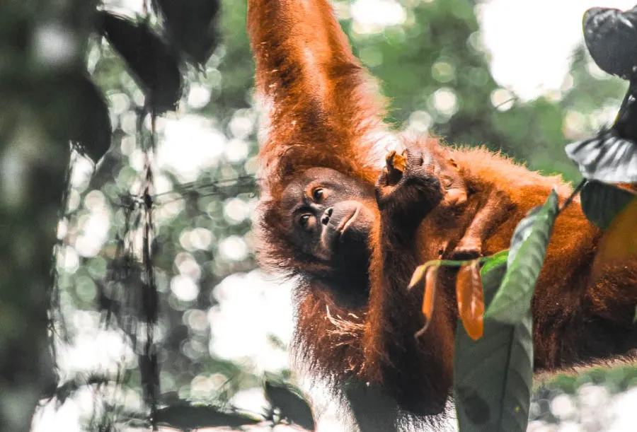 The reason many people visit Borneo is to get the chance to see a wild orangutan, but there are so many other incredible wildlife encounters in Borneo too!