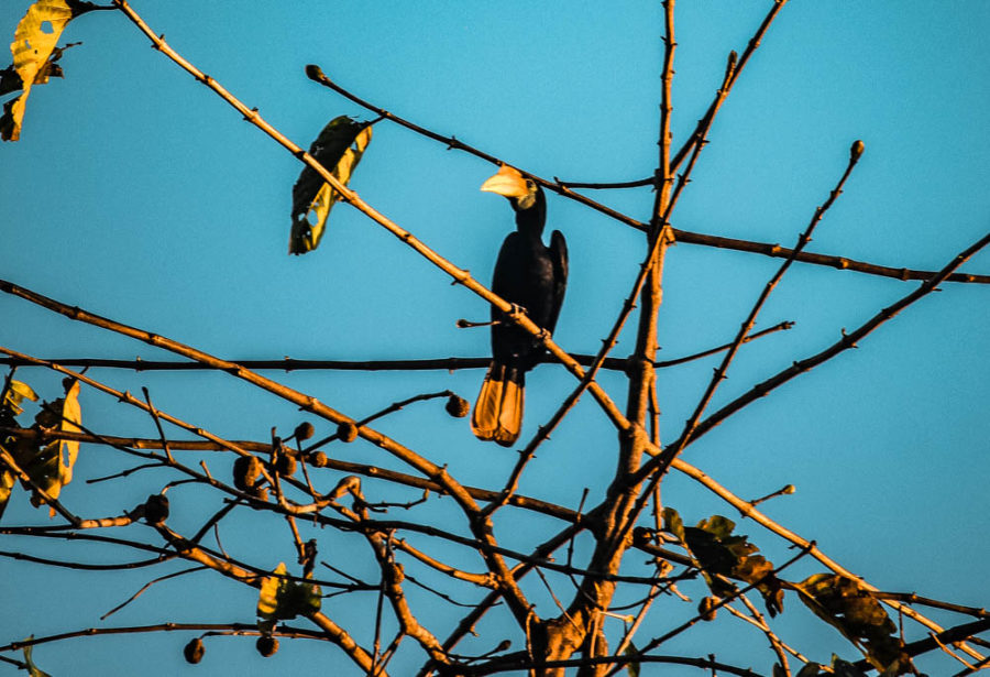 The Rhinocerus Hornbill is one of the coolest birds to see in Borneo's Kinabatangan River!