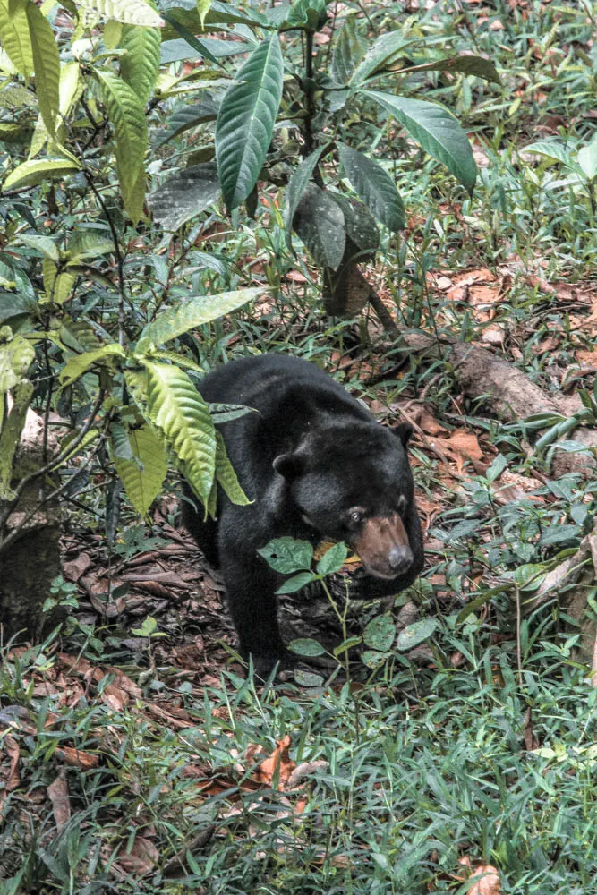 Borneo wildlife-6875