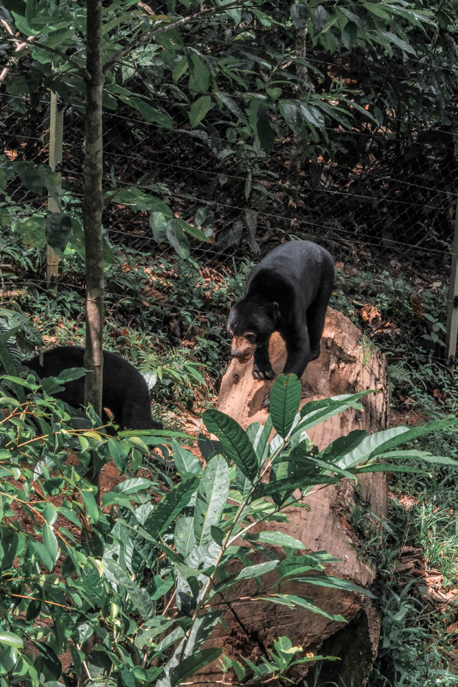 Borneo wildlife-6913