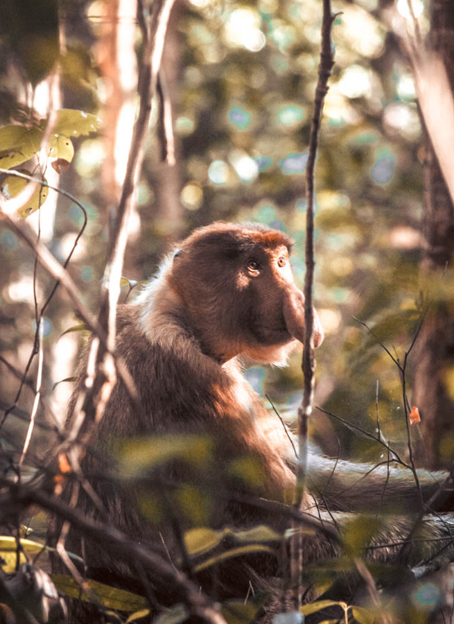 Fantastic Bornean Animals and Where To Find Them: The Best Wildlife Encounters in Borneo