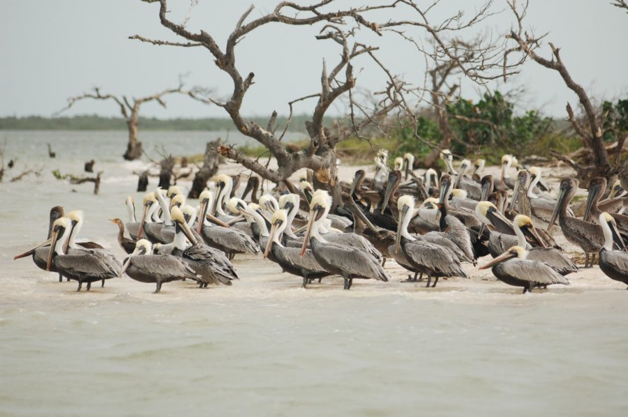 One of the best excursions to take in Holbox is a boat trip to Isla Pajaros to see herons and flamingos!