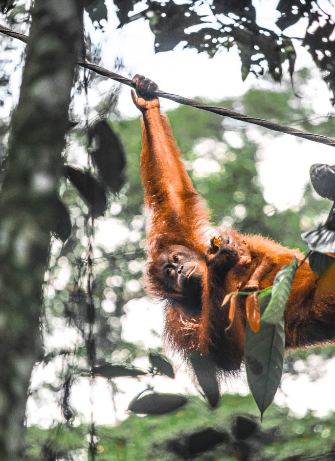 Seeing Orangutans the Right Way: Sepilok Orangutan Center
