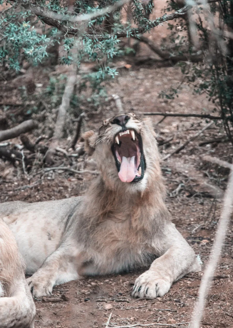 Thanda Safari Review- Thanda Safari Review-