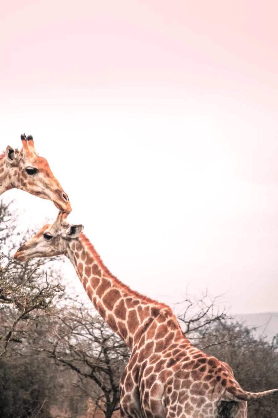 Thanda Safari Review-2