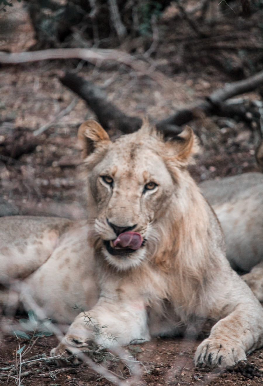 Thanda Safari Review--2