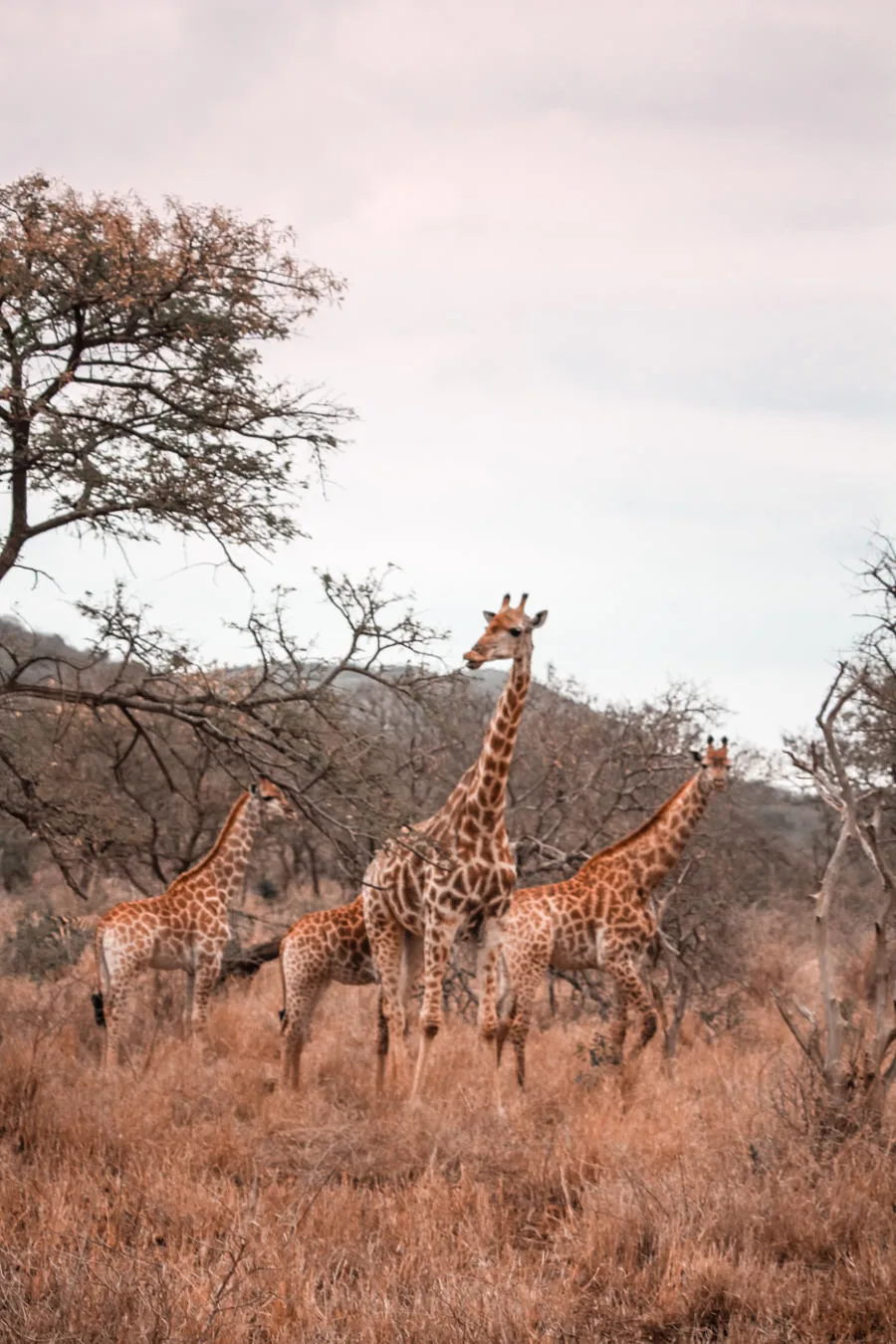Thanda Safari Review--3