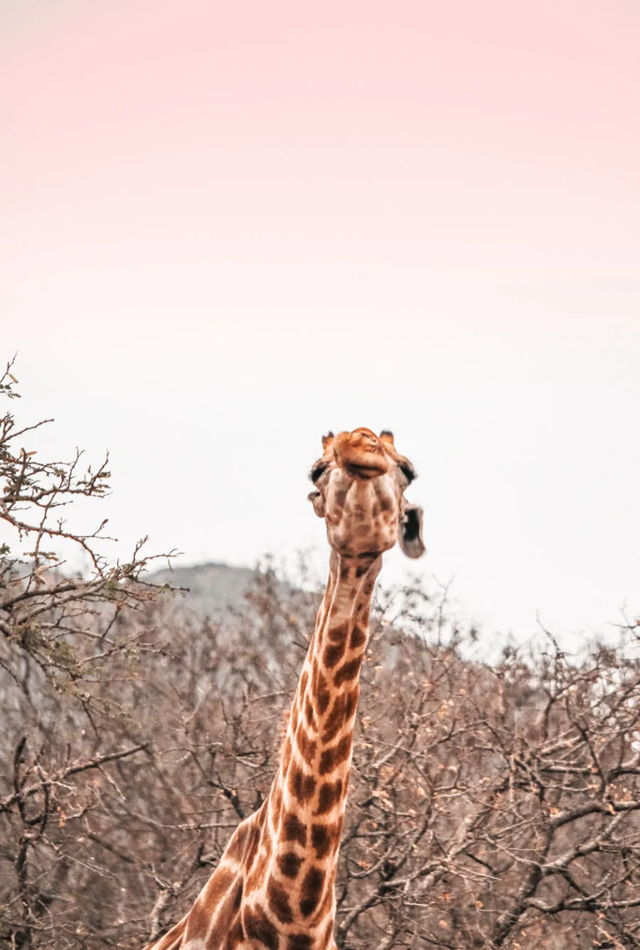 Thanda Safari Review--4