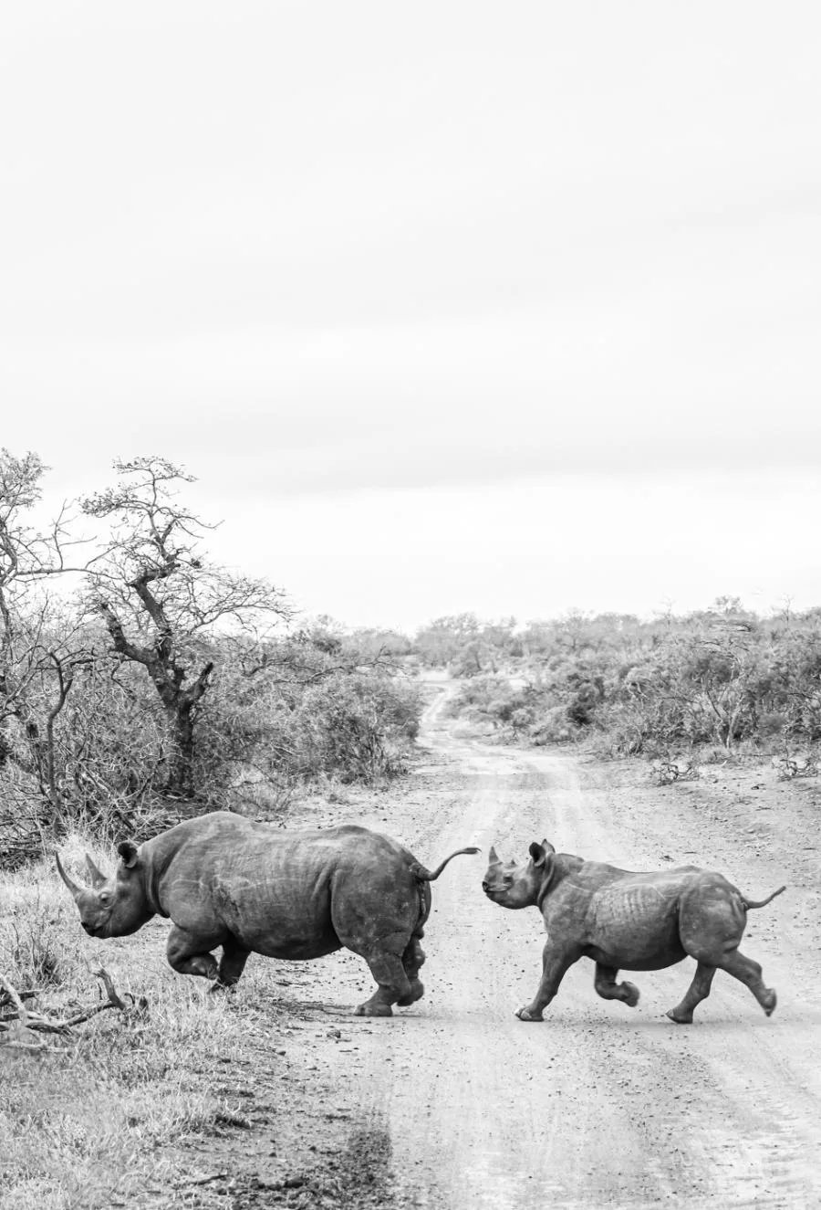 Thanda Safari Review--5 Thanda Safari Review--5