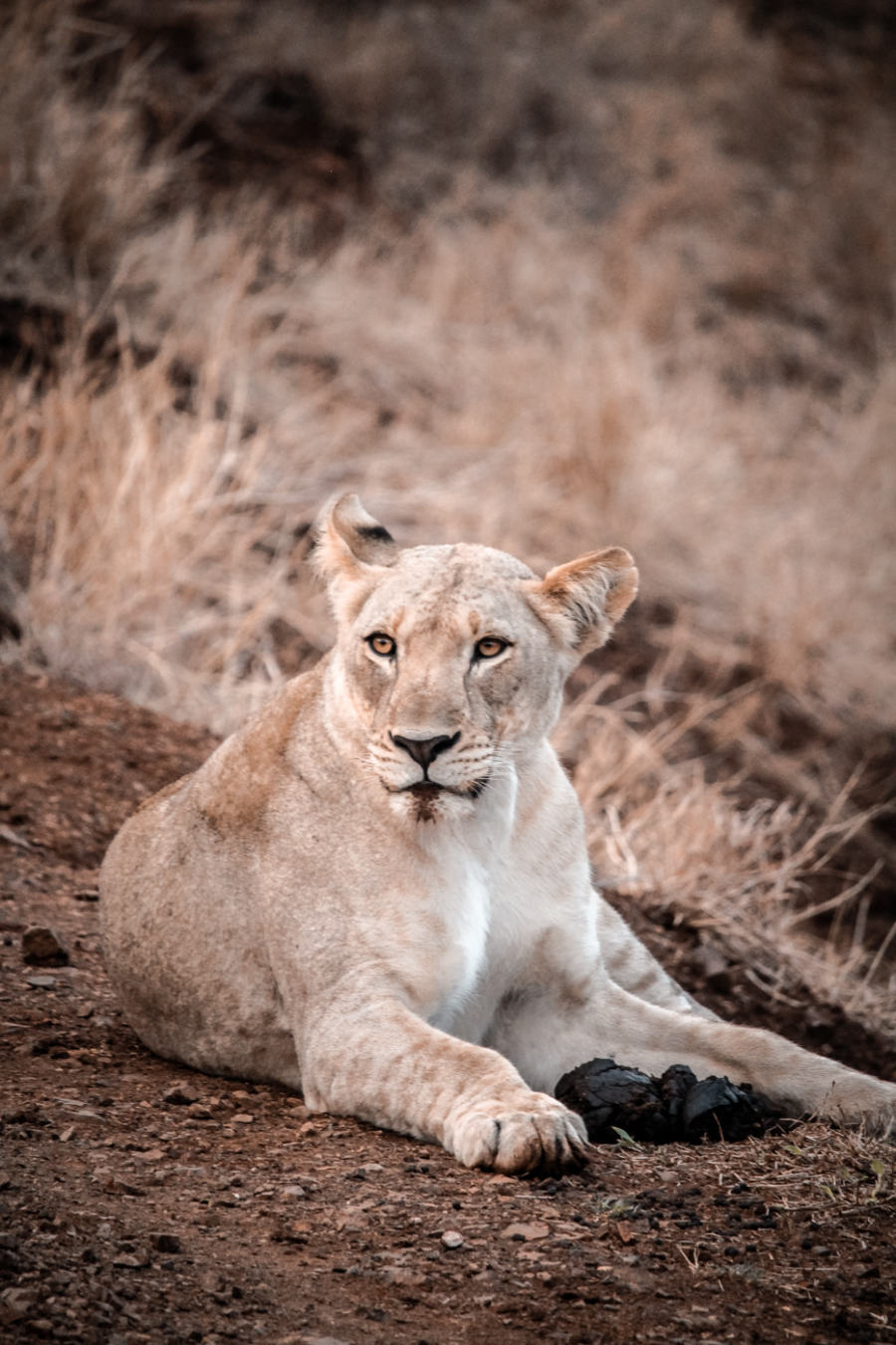 Thanda Safari Review-5760