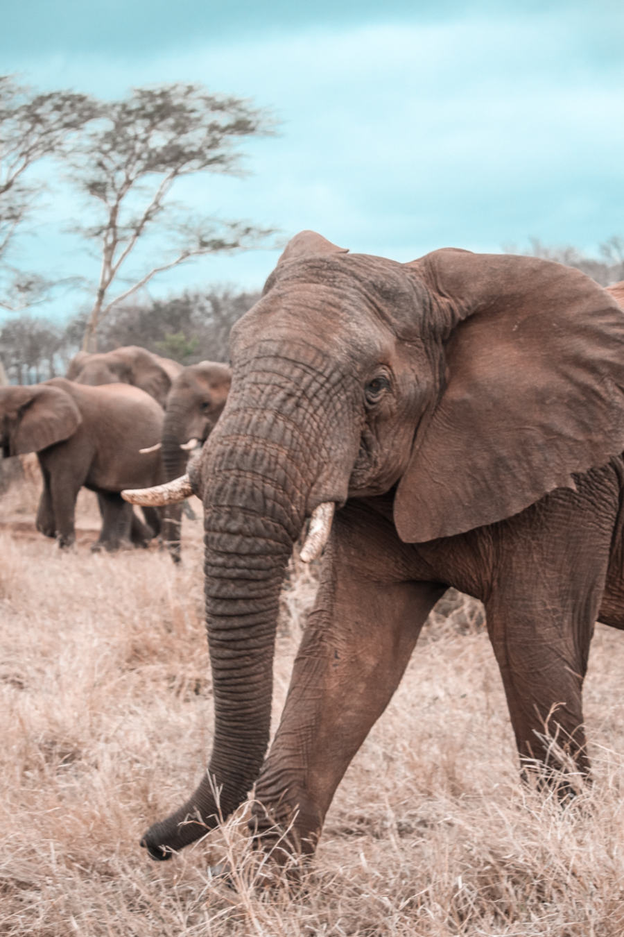 Thanda Safari Review-6135