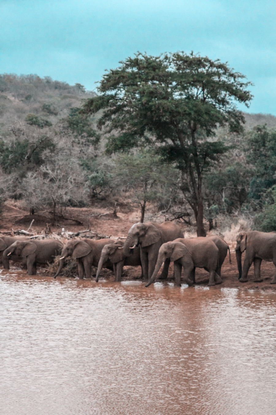 Thanda Safari Review-6203