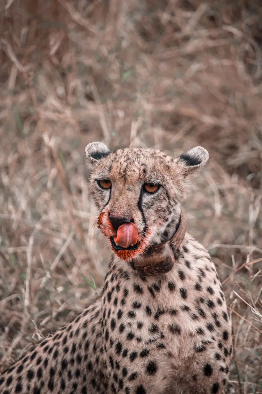 Thanda Safari Review-6290 Thanda Safari Review-6290