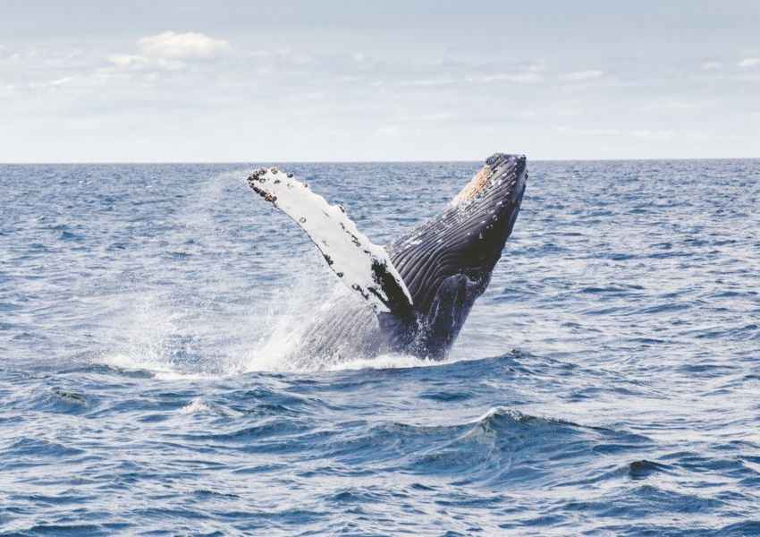 things to do in knysna