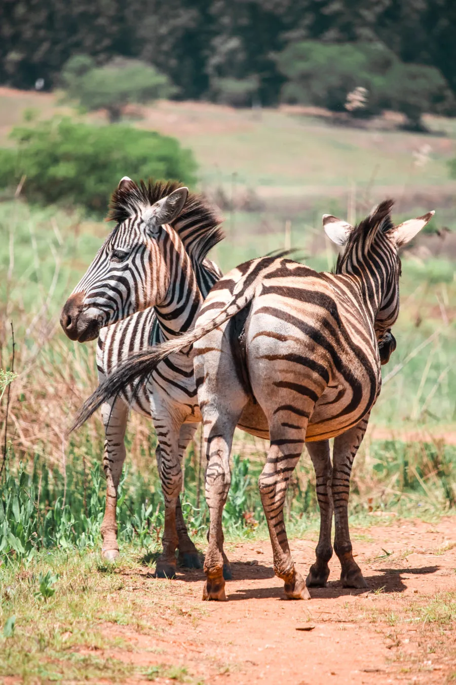 Two zebras in Mlilwane National Park in Swaziland