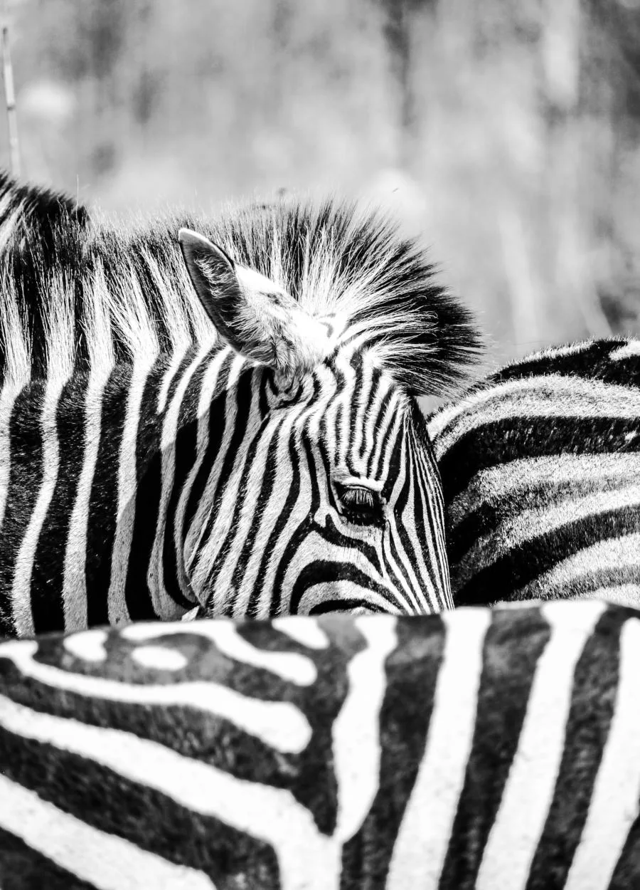 Spotting zebras in Mlilwane Forest Reserve
