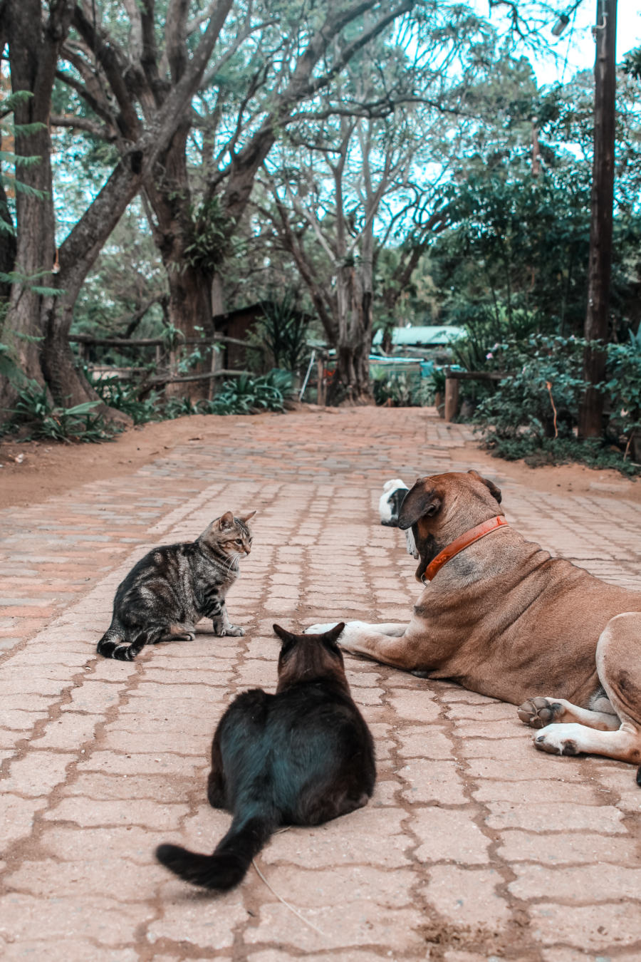 Rescued cats and dogs at Nyanza Farm