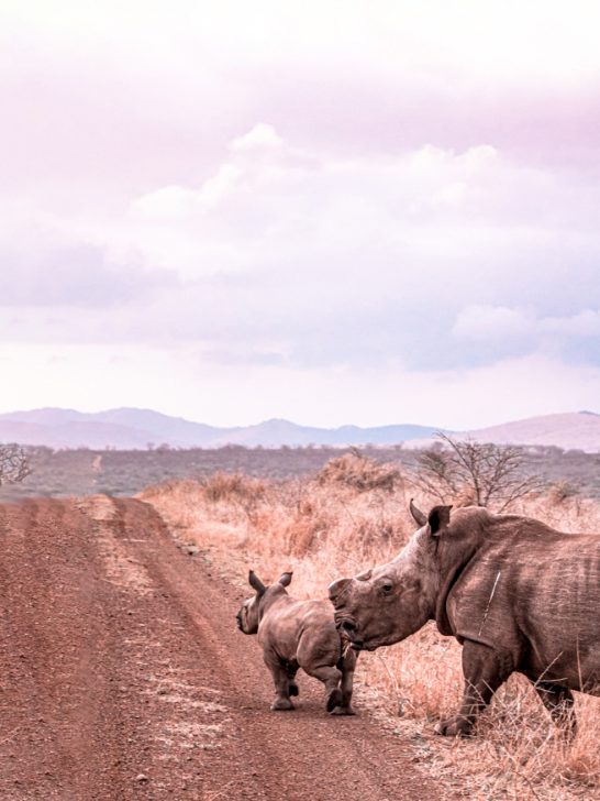 Rhino River Lodge: The Best Game Reserve to See Rhinos in South Africa