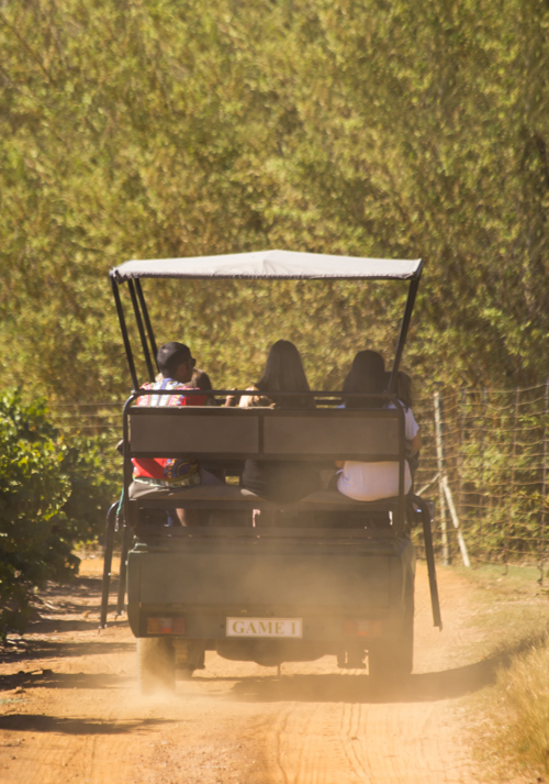 Stellenbosch Wine Farms - Villiera Game Drive